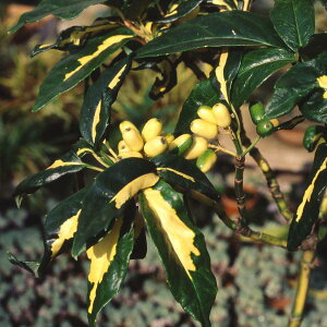 Ԗ ؂̕c/AILFi߂j3.5|bg