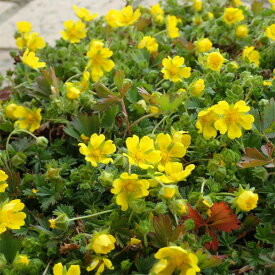 楽天市場 グランドカバー 常緑 多年草の通販