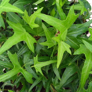 Ԃ̕c/wfiACr[jFACbV[X3|bg