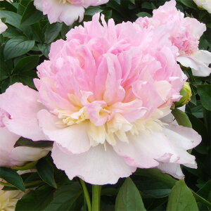 Ԃ̕c/VNNi䉖jF GWF`[NX4|bg