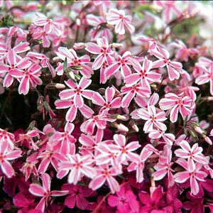 []ōiVoUNj F^}miKi̗j24Zbg