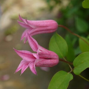 N}`X̕c/N}`XF_b`FXIuAoj[4|bg(eLZVXn)