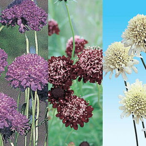 Ԃ̕c/[]XJrIT ܂ԐF~bNX3|bg28Zbg