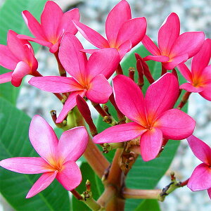 苗 プルメリアの人気商品 通販 価格比較 価格 Com