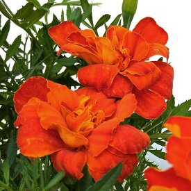 草花の苗/マリーゴールド ：デュランゴ　レッド3-3.5号ポット