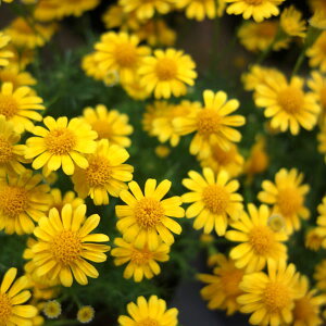 Ԃ̕c/_[xOf[W[3.5|bg2Zbg