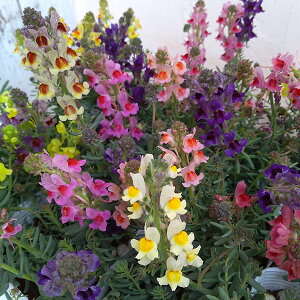 Ԃ̕c/iAFbvXg[~bNX3-3.5|bg