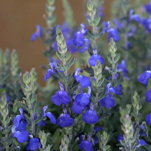 Ԃ̕c/TrA@J}GhICfXiW[}_[Z[Wj3-3.5|bg