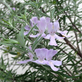 花木 庭木の苗/ウエストリンギア：緑葉紫花5号鉢植え