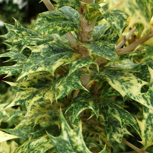 Ԗ ؂̕c/qCMFܐFqCM6|bg