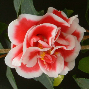 �Ԗ� ��؂̕c/�ցi�c�o�L�j�F�ʂ��肠��4.5���|�b�g