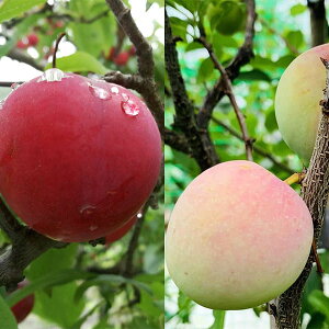 ʎ̕c/X(vj2󕲎ZbgF\_ƃT^[U