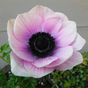 Ԃ̕c/AllF|g p[3.5|bg