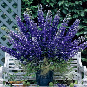 Ԃ̕c/ftBjEFF1I[ fB[vp[v3|bg6Zbg