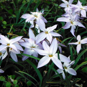 Ԃ̕c/nijiCtFCIj3|bg@4Zbg