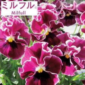 Ԃ̕c/rIF~tCbht3.5|bg