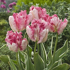 /`[bvip[bgjFVo[p[bg4iPj