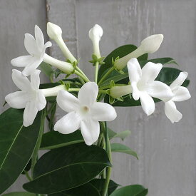 楽天市場 ジャスミン 鉢植え 支柱の通販