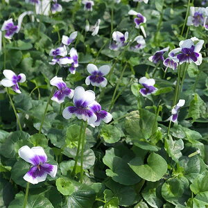 R쑐̕c/p_X~3-3.5|bg