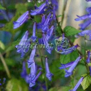 R쑐̕c/AL`EWiHjF3|bg