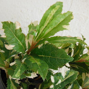 Ԗ ؂̕c/uREWFV̐2.5-3|bg