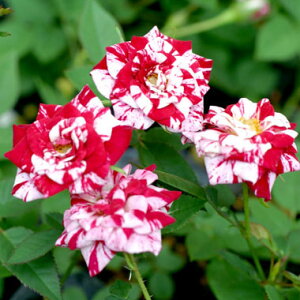 R쑐̕c/ɕPoFi炫Po[u3|bg