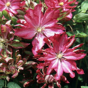 N}`X̕c/N}`XFԉ4|bgidE֌njk