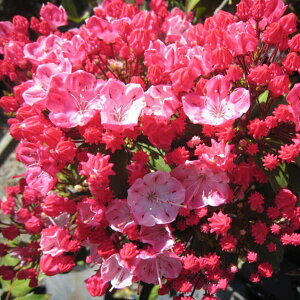 Ԗ ؂̕c/J~AFIX{bh 5|bg