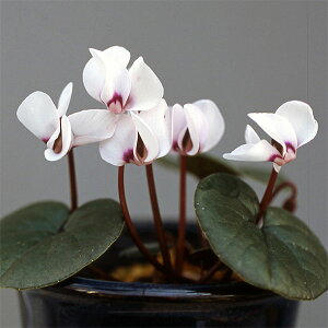 �R�쑐�̕c/����V�N�������F�R�E�����ԁi�Ηt�n�j2.5�`3���|�b�g