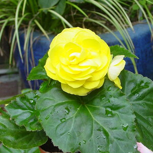 Ԃ̕c/tH[`xSjAFCG[3.5|bg