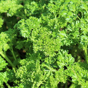 ؂̕c/pZFp}Eg3|bg 4Zbg