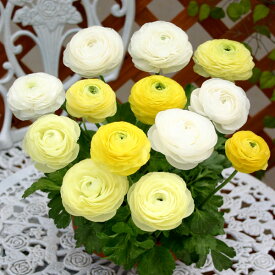 球根/[棚卸セール]ラナンキュラス：イエロー＆ホワイト混合4球入り