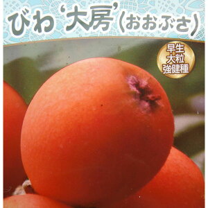 ʎ̕c/rFW{[iIIuTj4.5|bg