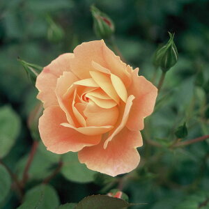 o̕c/[IZ[]i킯jVu[YFiCXEC[W[c