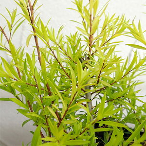 Ԗ ؂̕c/EJF{[VS[h5|bg