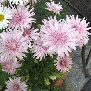 Ԃ̕c/C^||iF^||ENsXj3|bg