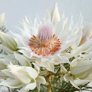 Ԗ ؂̕c/ZAiW[CZAjFubVOuCh 7A