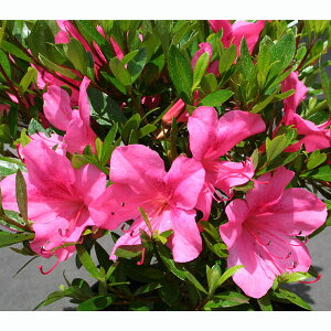 Ԗ ؂̕c/TcLccWFuiEsNdj5|bg5Zbg