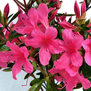 Ԗ ؂̕c/[]TcLccWFɐi܂j5|bg15Zbg