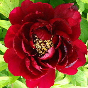 Ԗ ؂̕c/OiڂjFiRN`Ej3Nc6|bg