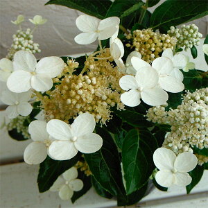 Ԗ ؂̕c/mEcMiЋ؁jF_}mEcM4.5|bg