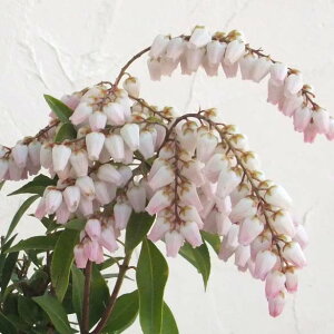 Ԗ ؂̕c/AZrin؁jFXvOx4.5|bg