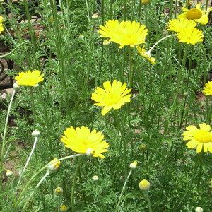 n[u̕c/J~[F_C[YJ~[3|bg2Zbg