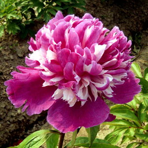 Ԃ̕c/VNNi䉖jF ZueB[4|bg