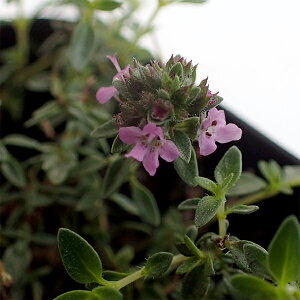 n[u̕c/^CiقӂjFLEFC^C3|bg