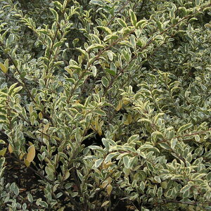 Ԗ ؂̕c/Vo[vybg5|bg3Zbg