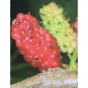 ʎ̕c/}x[iKjFӑi^SZj5|bg