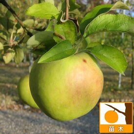 果樹の苗/リンゴ：グラニースミス4～5号ポット