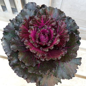 Ԃ̕c/n{^FqCiۗtnj2.5|bg