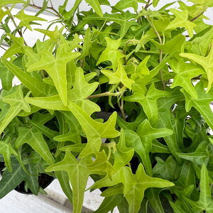 Ԃ̕c/wfiACr[jFCgtBK[3|bg